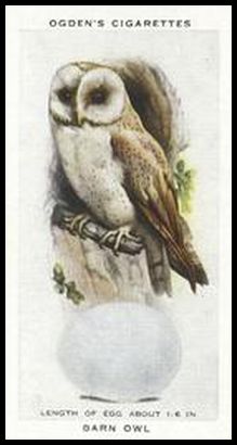 24 Barn Owl